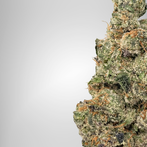 Close-up of a cannabis bud on a light gray background