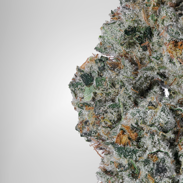 Close-up of a cannabis bud with frost on a white background Official Farmacy